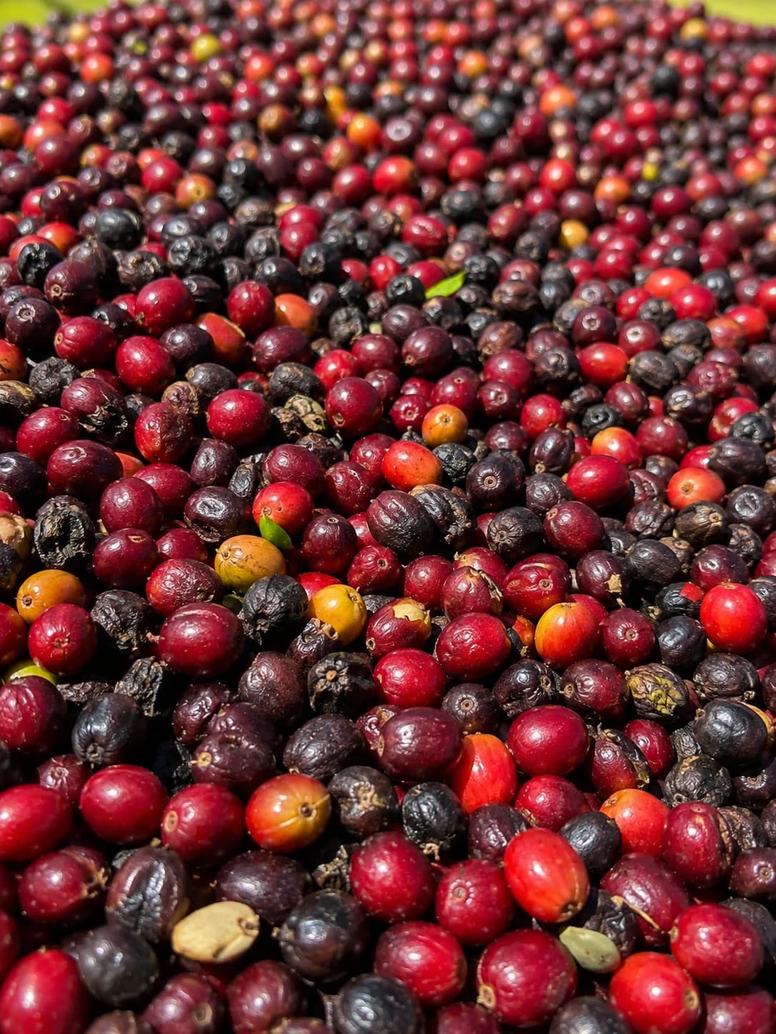 Costa Rica Monteverde Marsellesa – Washed – Q85 green coffee